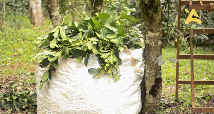 Nueva Temporada Yerba Mate: Inicia cosecha en Mayo con una estimación de producción de 45.000 Tn